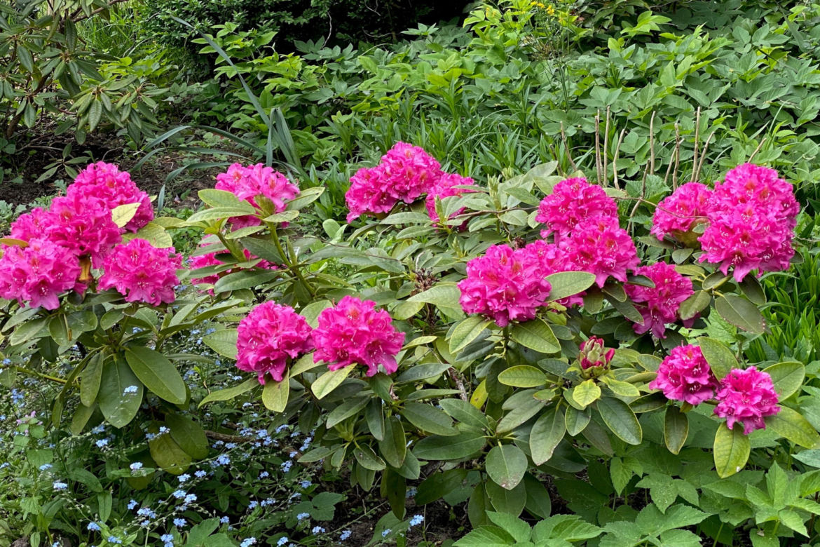 Rododendron w ogrodzie