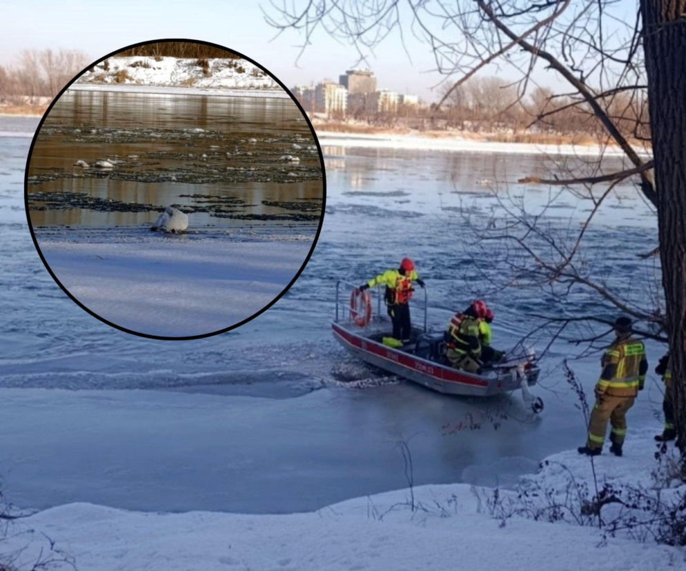 Nietypowa akcja ratunkowa na Wiśle. Służby ruszyły z pilną pomocą