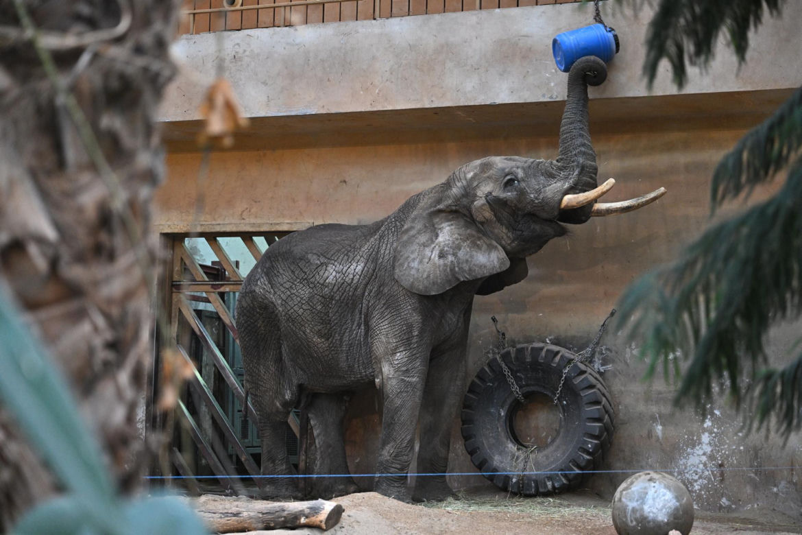 Słoń Leon ma urodziny. Wielka impreza w warszawskim ZOO