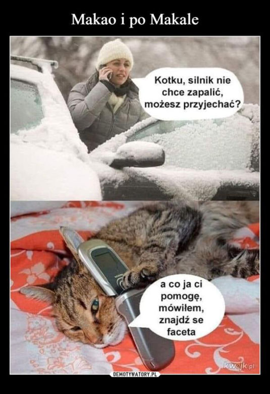 Koty opanowały internet! Memy z mruczkami bawią do łez [TOP 45]