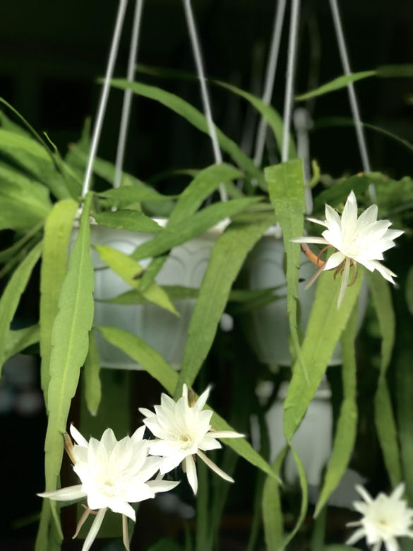 Królowa Nocy (Epiphyllum oxypetalum)