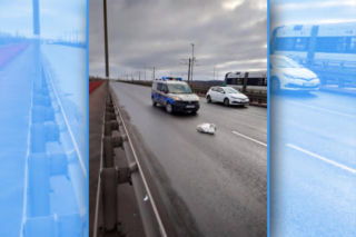 Ranny łabędź sparaliżował ruch na moście. Na pomoc ruszyli strażnicy miejscy