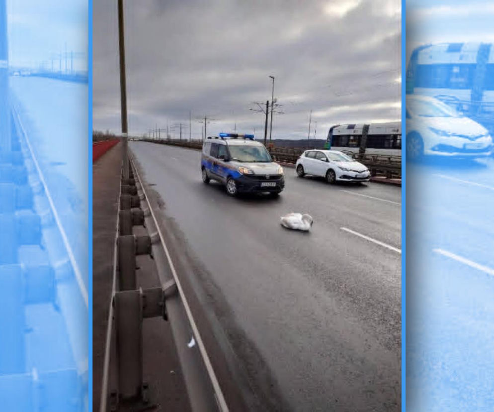 Ranny łabędź na Moście Pionierów