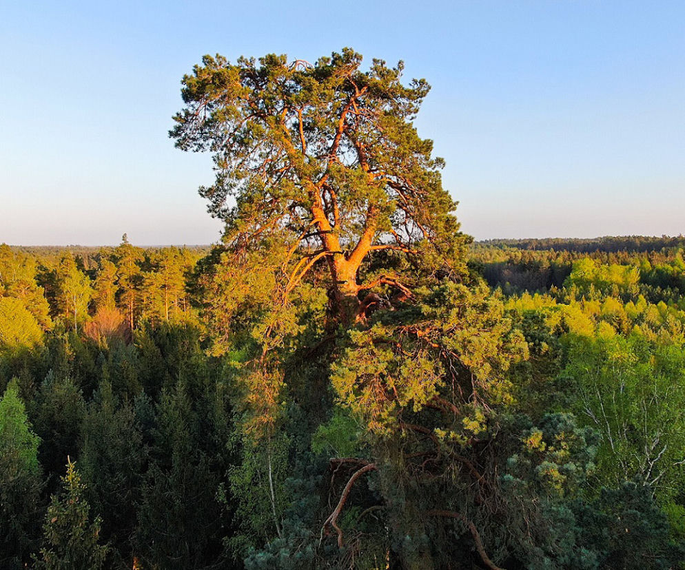 Gruba Kaśka