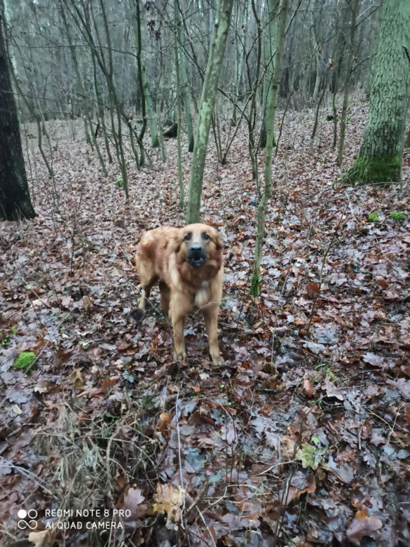 Ktoś przywiązał suczkę do drzewa i zostawił na pewną śmierć! Policja szuka właściciela [ZDJĘCIA]