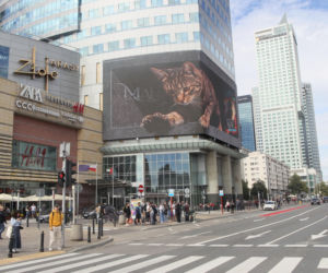Kot na ekranie reklamowym LED Warsaw STAGE na wieżowcu Skylight