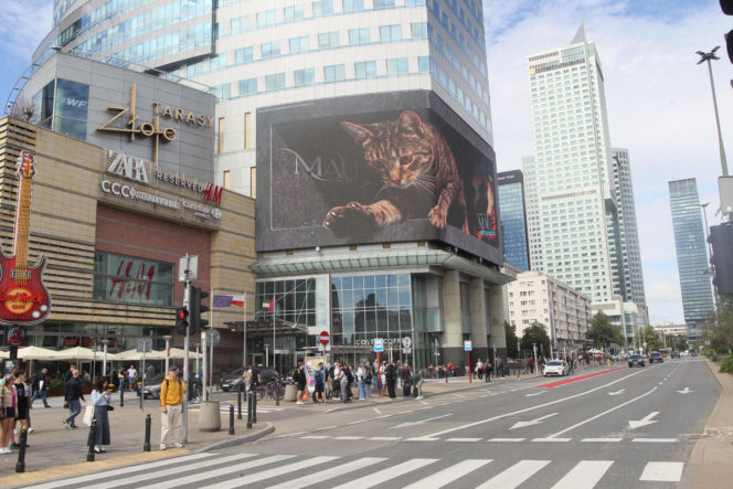 Kot na ekranie reklamowym LED Warsaw STAGE na wieżowcu Skylight