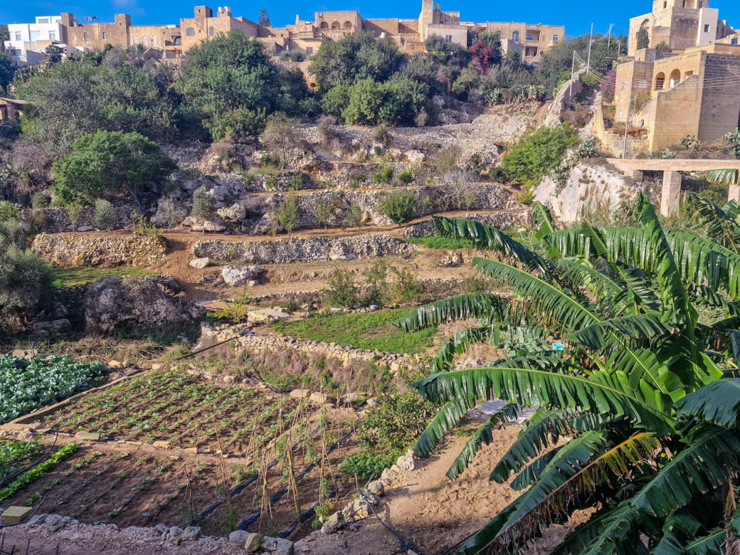 Tradycyjne dania i lokalne specjały wyspy Gozo