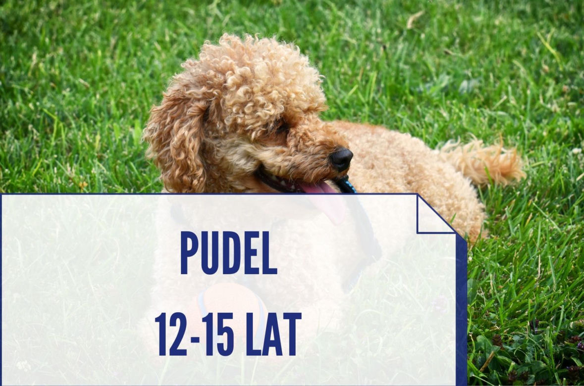 Te rasy psów, które żyją najdłużej. Niektóre nawet ponad 20 lat! [ZDJĘCIA]
