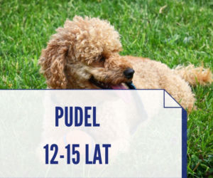 Te rasy psów, które żyją najdłużej. Niektóre nawet ponad 20 lat! [ZDJĘCIA]
