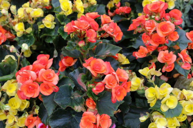 Begonia zimowa