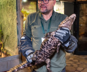 Kajman złapany we Wrocławiu trafił do ogrodu zoologicznego