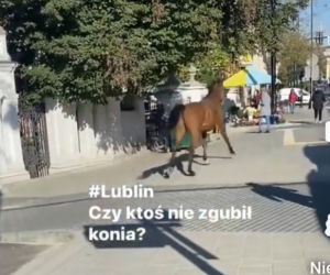 Wakara galopowała przez centrum Lublina! Ludzie byli w szoku