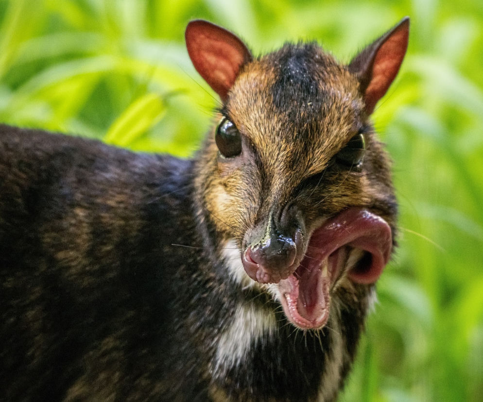 We wrocławskim zoo urodził się kanczyl filipiński