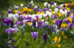 Krokus (Crocus)