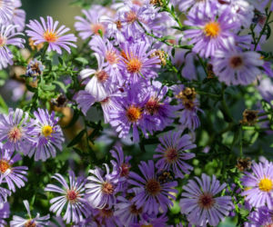 Aster alpejski