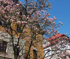 Szlak Magnolii w Cieszynie