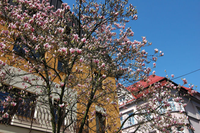 Szlak Magnolii w Cieszynie