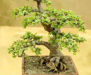 Portulacaria afra