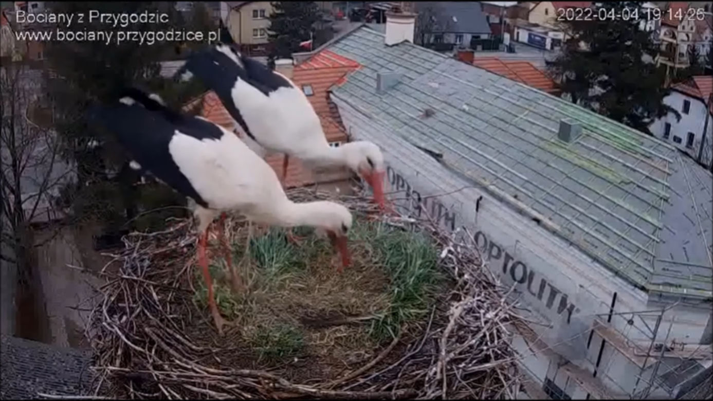 Wojna w bocianim gnieździe! Intruzi zniszczyli jedno jajo