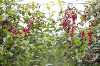 Czy cytryniec chiński będzie rósł na balkonie o wystawie północno-wschodniej? Odpowiada ekspert