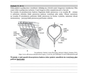 Matura 2018 z biologii [ARKUSZE CKE, ODPOWIEDZI]