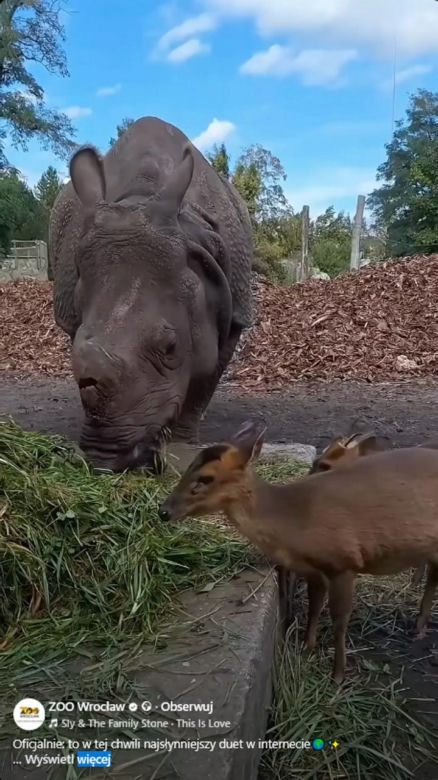 Kolejne nagranie z nosorożcem i mundżakiem z Zoo Wrocław. O zwierzętach poinformowały media z całego świata