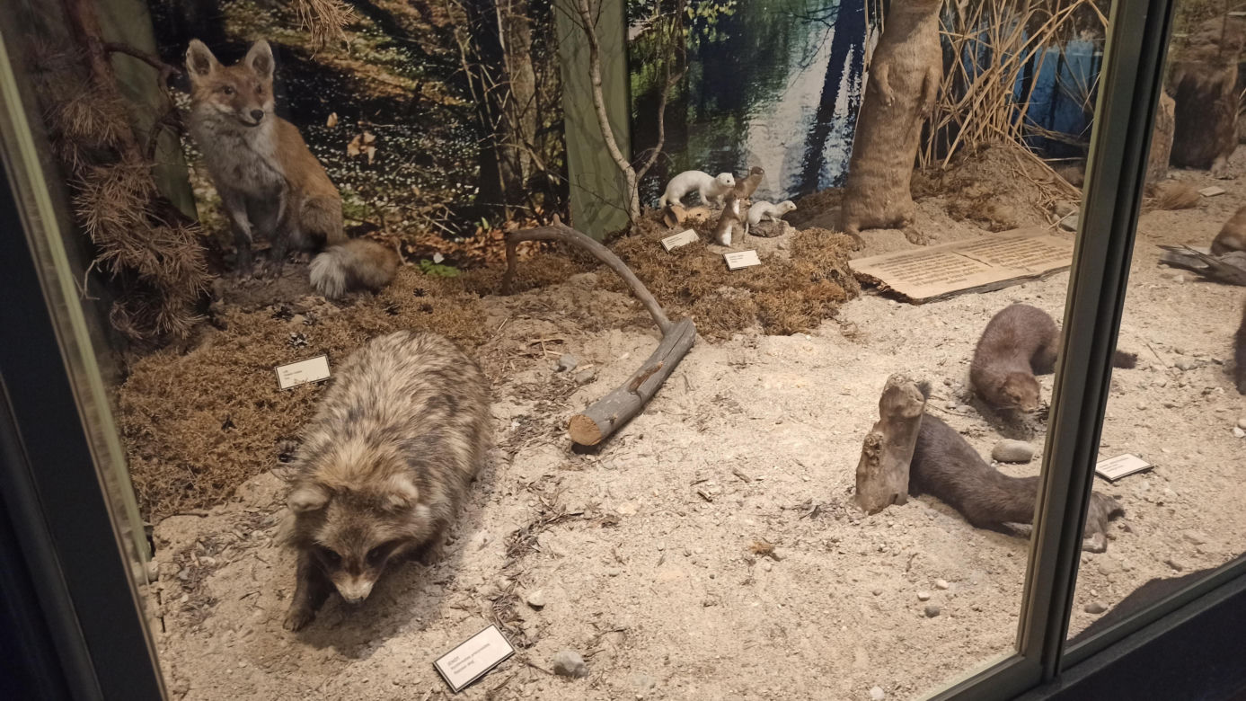 Muzeum Przyrody w Olsztynie. Poznajcie faunę oraz florę Warmii i Mazur
