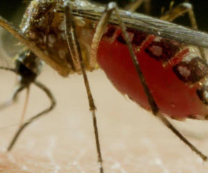 KOMAR – ŚMIERTELNY WRÓG CZŁOWIEKA  MOSQUITO