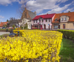 Forsycja