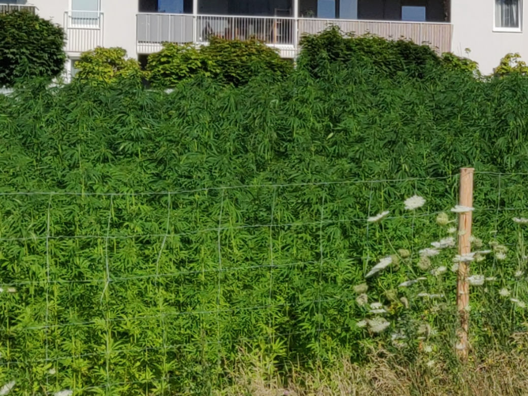 Na słynnej lubelskiej plantacji jest już zielono