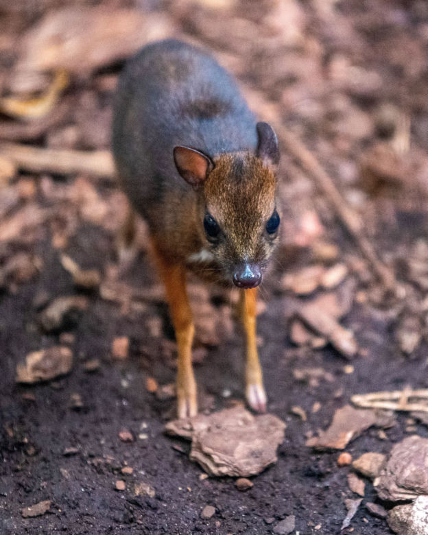 Myszojeleń z łódzkiego ZOO