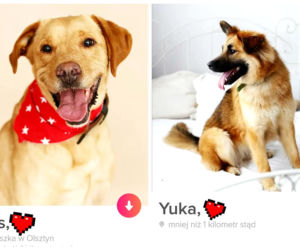Bezdomne psiaki szukają nowego domu na Tinderze. To nowa akcja organizacji Bieg na sześć łap