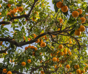 Czy pomarańcze wpływają na cholesterol? Wyniki 4-tygodniowego badania zaskakują