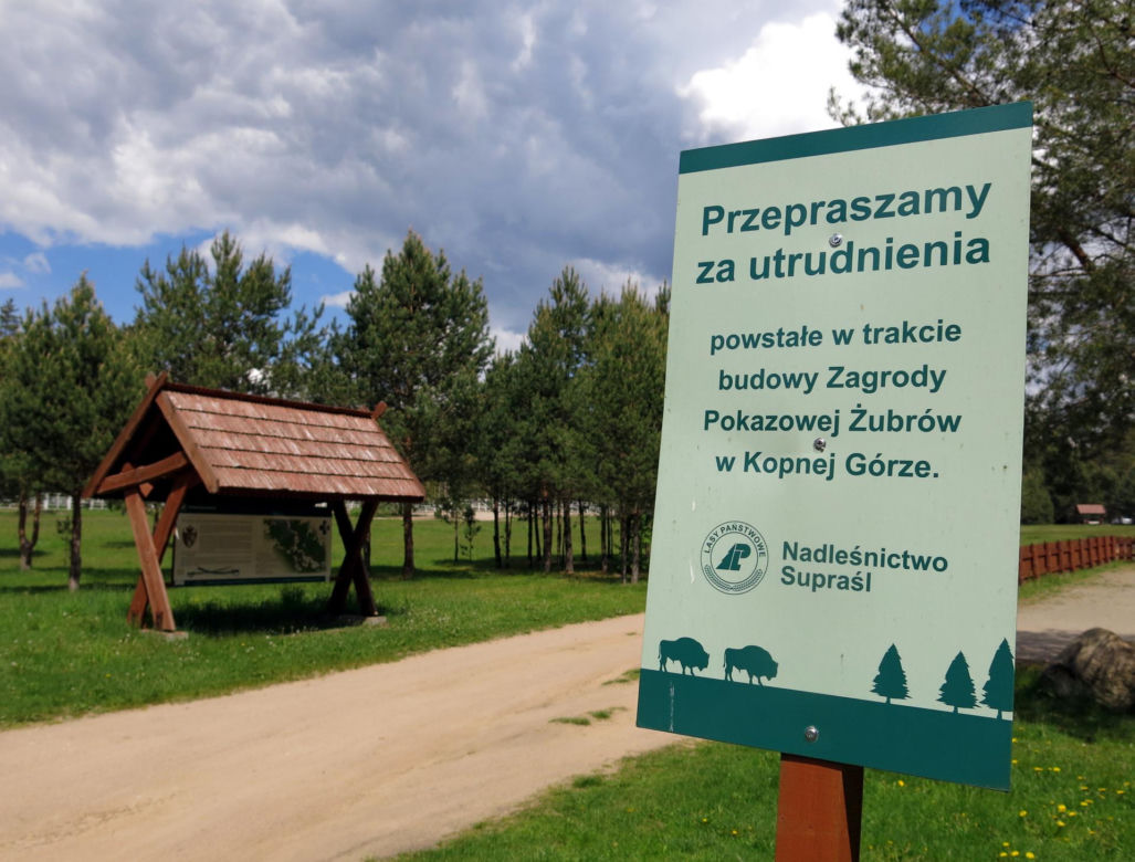 Zagroda żubrów w Kopnej Górze koło Supraśla. Mega atrakcja dla turystów!