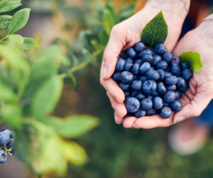 Tym nigdy nie podlewaj borówki amerykańskiej! Ten błąd wpływa na jej owocowanie