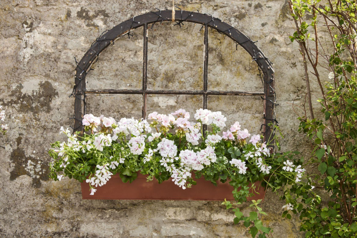 Pelargonie w skrzynce