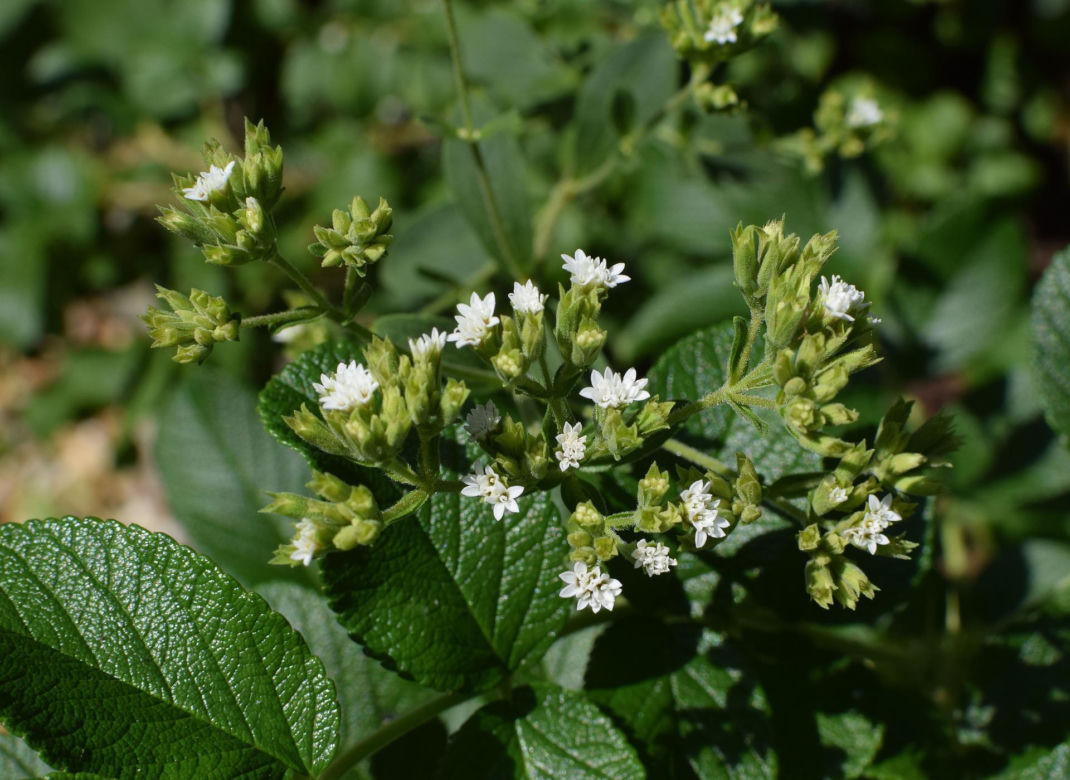 Stewia - naturalny słodzik pozyskiwany z roślin z rodziny astrowatych. Jest dwa razy słodsza niż zwykły cukier i uważana za dużo zdrowszą. Kupimy ją w sklepach ze zdrową żywnością. Cena - ok. 60 zł za kilogram.