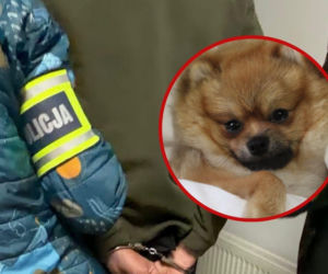 Zastrzelił psa swojej sąsiadki! Roztrzęsiona kobieta zgłosiła sprawę na policję