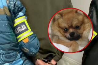 Zastrzelił psa swojej sąsiadki! Roztrzęsiona kobieta zgłosiła sprawę na policję