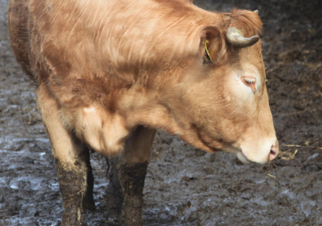 Byk rozpruł szyję Bogdanowi! Mały kundelek znalazł swojego pana