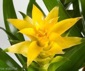 Guzmania
