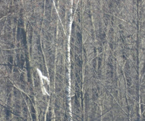 Niezidentyfikowany obiekt spadł pod Mińskiem Mazowieckim. Ruszyła akcja służb