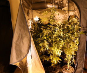 Kolejna plantacja marihuany zlikwidowana przez policjantów