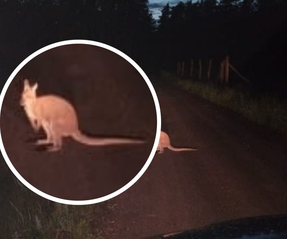 Spotkanie pierwszego stopnia z kangurem. Leśnicy spod Włocławka mają DOWODY!