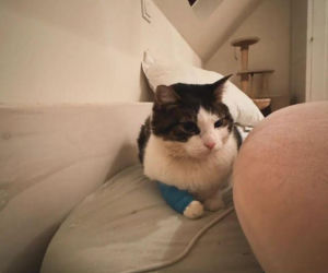 Te historie wyciskały łzy w 2025 roku. Bezsensowna śmierć, cierpienie zwierząt i niewytłumaczalna zbrodnia