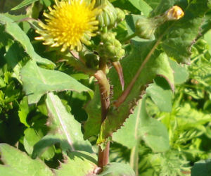 Jak pozbyć się mleczy z trawnika? Ten domowy oprysk sprawi, że znikną z twojego ogrodu