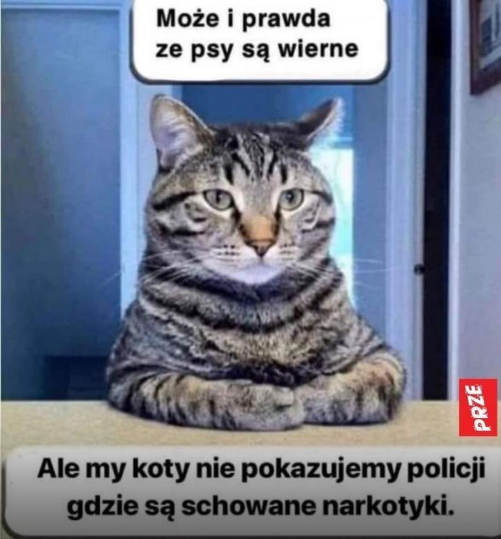 Chcesz poprawić sobie humor? Te memy ze zwierzętami rozbawią cię do łez!