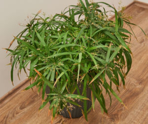 Te rośliny mogą stać w wodzie i nic im się nie stanie!