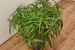 Te rośliny mogą stać w wodzie i nic im się nie stanie!